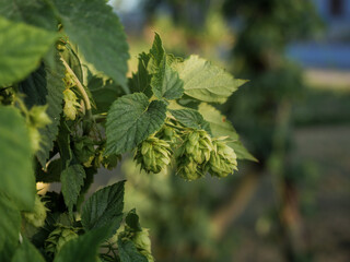 Hop cones grow on the stem of the plant