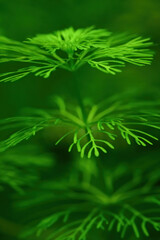 Grüne Unterwasser Pflanze mit zarten Ästen im Wasser