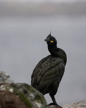 Krähenscharbe auf der Vogelinsel Hornøya