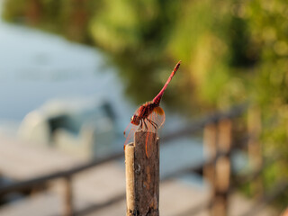 Dragonfly is an indicator of the cleanliness of a natural environment.