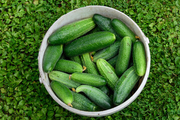 beautiful green cucumbers in a big white bucket on the grass on a cloudy summer day