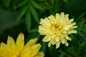 .beautiful yellow velvet flower on cloudy summer day green grass