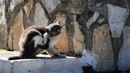 cat sitting on the table in the yard. Pet enjoying being outside. Cute cat relaxing outdoors. Wonderful mood. photo during the day.