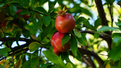 pomegranate. pomegranate fruit on the tree in August in Thessaloniki, Greece.