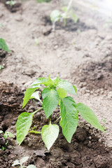gardening in springtime. peppers sprouts in soil in greenhouse. healthy lifestyle, agrarian life. 