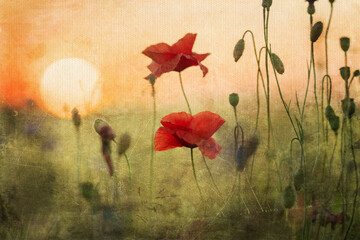 textured picture of a poppy field at sunset