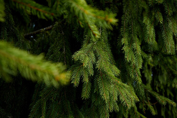 fir branches in the forest