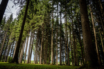 Obraz premium Beautiful tall tree trunks in wonderful pine forest of Barac caves park, Rakovica, Croatia