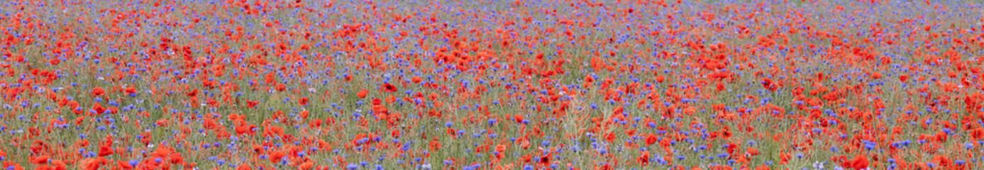 field with poppies and cornflowers