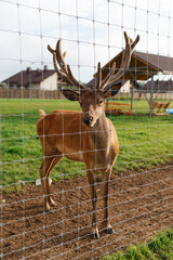 adult male deer with large horns grazes in a nursery behind a wire fence and looks at the camera.