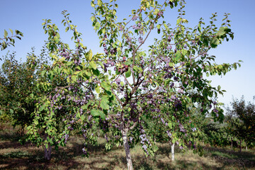 Fototapeta na wymiar Plum Tree With Growing Plums