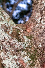 texture background nature natural places trees