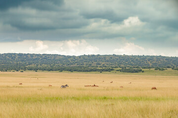 Fototapeta na wymiar Herd of impalas and zebras graze in a meadow in the savannah
