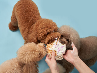 dog's birthday party. Several poodles are eating cake. Holiday with a pet, carnival, fun