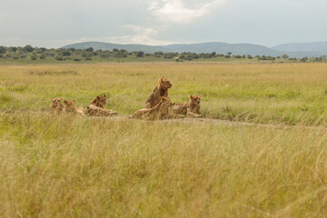 Wild cougars lying on dry grass and resting before hunting in Africa