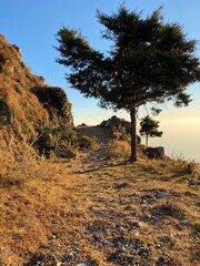 Tree in the Himalayas