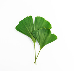 Two Ginko green leaves isolated on white background. Gingko Biloba composition for medicine product design element, top view. - 522102313