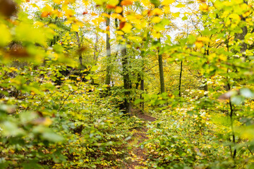 picture with narrow depth of field of a scenic autumnal forest