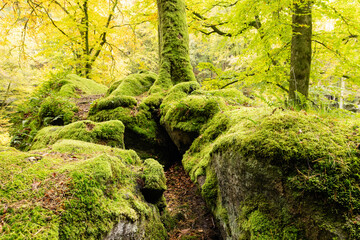 Rocks overgrown with moss in Little Switzerland, Luxembourg