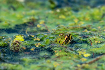 zielona żabka w zielonej wodzie