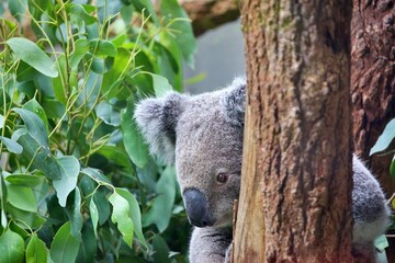 Nahaufnahme Koala