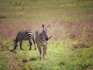 Obraz premium zebra in the wild
