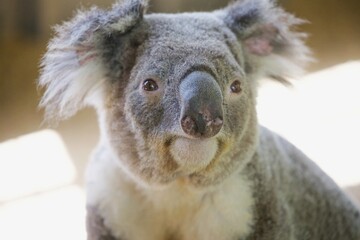 Nahaufnahme Koala