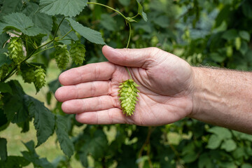 Naklejka na ściany i meble Hops cone isolated against human hand for size reference.