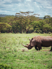 Obraz premium rhino in the safari