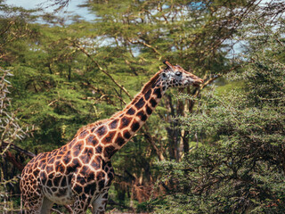 giraffe in the wild