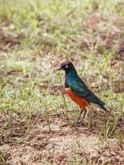 blue bird