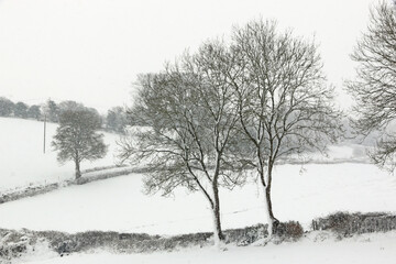 Fototapeta na wymiar Trees in the winter with snow 
