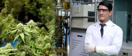 scientist checking on organic cannabis hemp plants in a laboratory. Concept of legalization herbal...