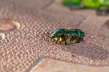 A green beetle crawls on a tinder tile on a sunny summer day macro photography. A beetle sits on a stone in the summer. Close-up photography.