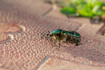 A green beetle crawls on a tinder tile on a sunny summer day macro photography. A beetle sits on a stone in the summer. Close-up photography.