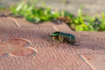 A green beetle crawls on a tinder tile on a sunny summer day macro photography. A beetle sits on a stone in the summer. Close-up photography.