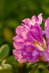 Blossom pink rhododendron flower on a summer sunny day macro photography. Garden flowering plant with lilac petals in summertime close-up photo.	