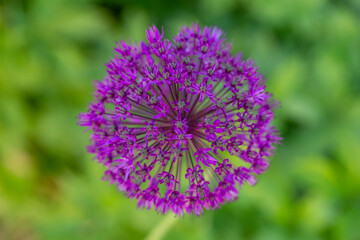Blooming purple giant onion macro photography on a sunny summer day. A garden plant allium giganteum blooming in the form of a large purple ball close-up photo in summertime.	