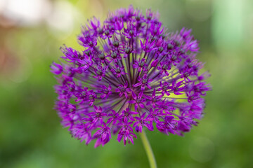 Blooming purple giant onion macro photography on a sunny summer day. A garden plant allium giganteum blooming in the form of a large purple ball close-up photo in summertime.	