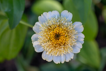 Blossom white zinnia flower on a green background on a summer day macro photography. Blooming zinnia with white petals close-up photo in summertime.	