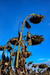 Ripened Dry Sunflowers Ready for Harvesting.