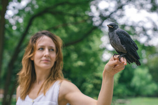 jackdaw bird held by young woman
