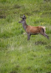 Ein Hirsch in Schottland