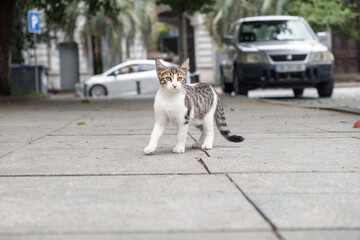 A small stray kitten walking in the middle of the street. Homeless animals on the city streets