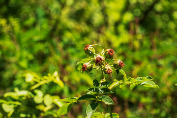 Obraz premium Unripe rose hips plant growing outdoors in the garden. 