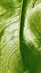 Close up of a green tropical leaf