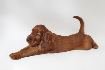 brown adorable Irish setter puppy. photo shoot in the studio on a white background