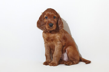 brown adorable Irish setter puppy. photo shoot in the studio on a white background