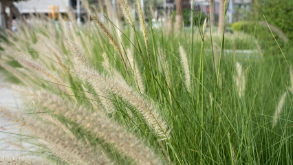 Purple fountain grass, an ornamental plant of Pennisetum Alopecuroides Hameln, Chinese fountain grass, in the outdoor during summer.