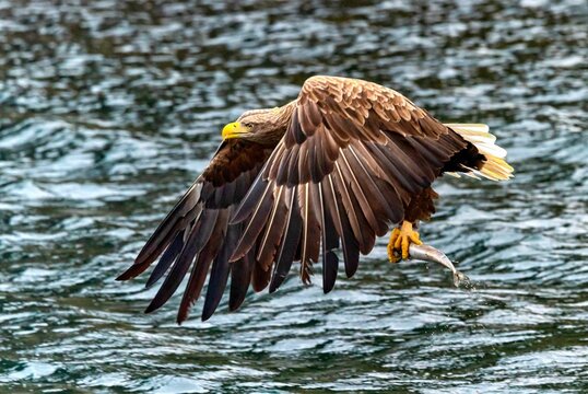 Beautiful Shot Of A White Tailed Eagle Fishing Above The Sea In Scotland